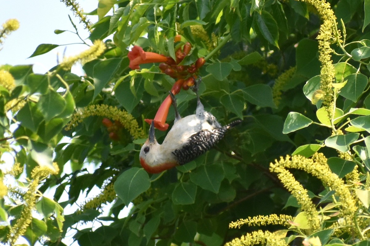 Red-bellied Woodpecker - ML618917782
