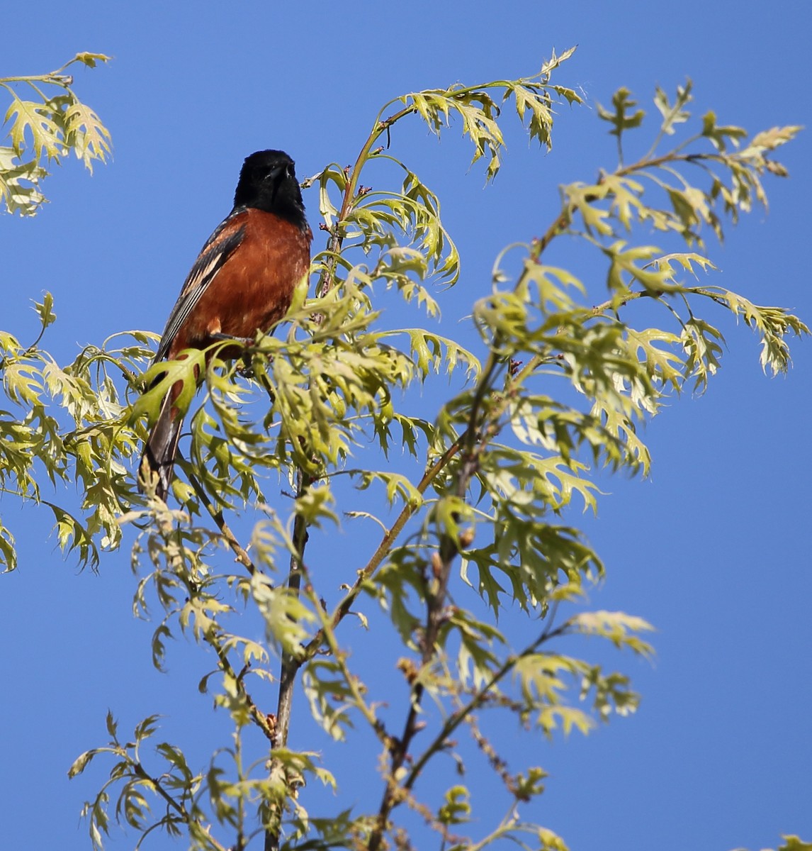 Orchard Oriole - Dave Elwood