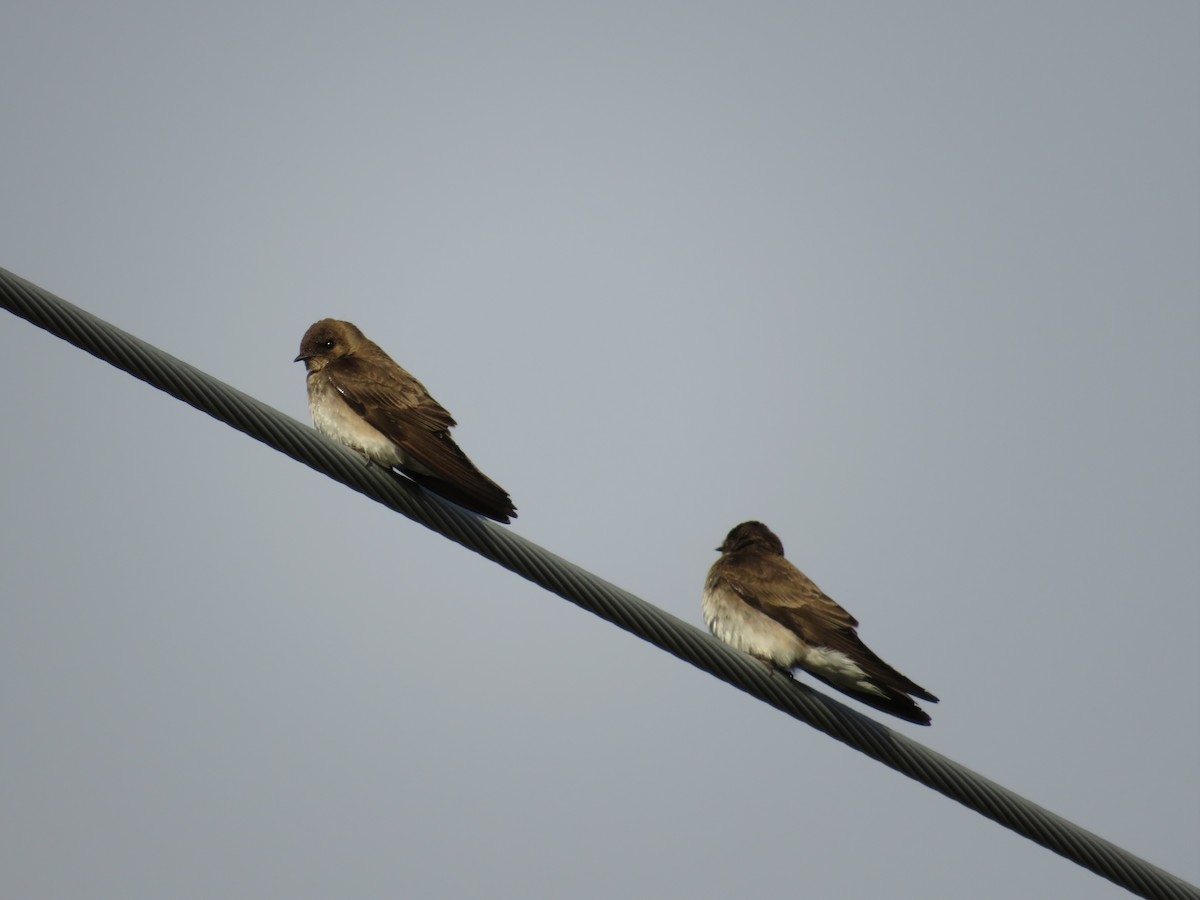 Northern Rough-winged Swallow - scott baldinger
