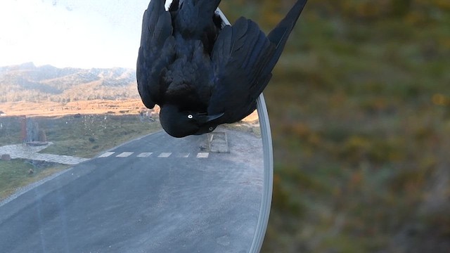 Cuervo de Tasmania - ML618917813