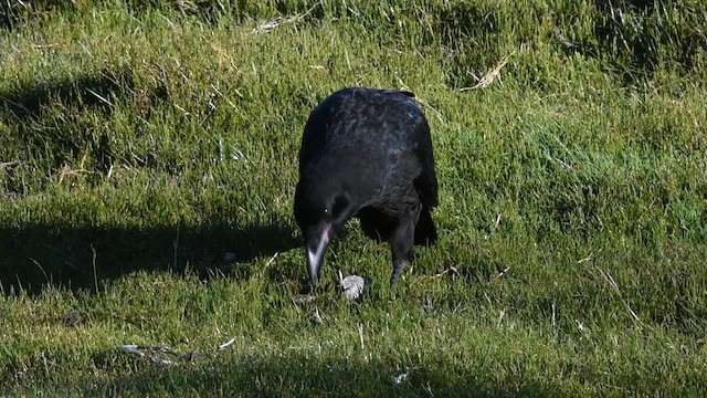 Cuervo de Tasmania - ML618917818