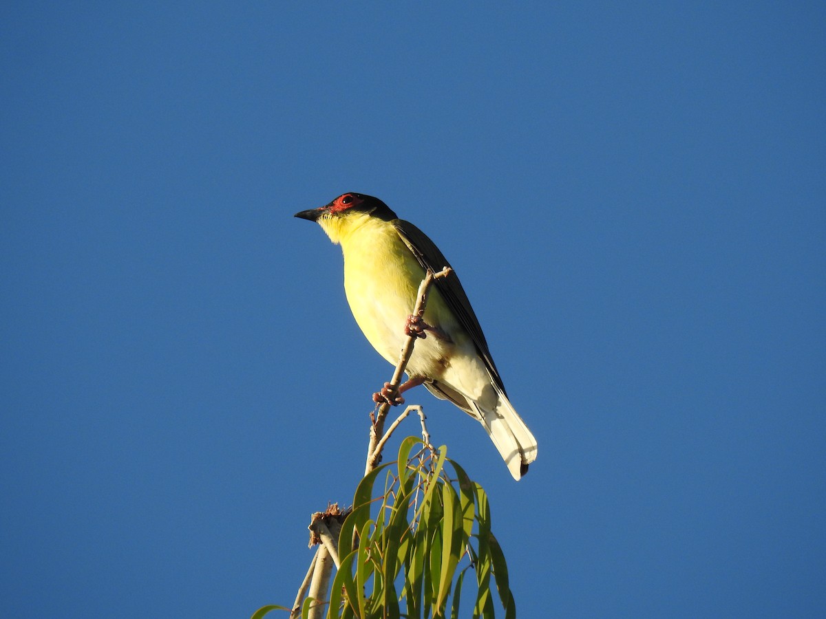 Australasian Figbird - ML618917882