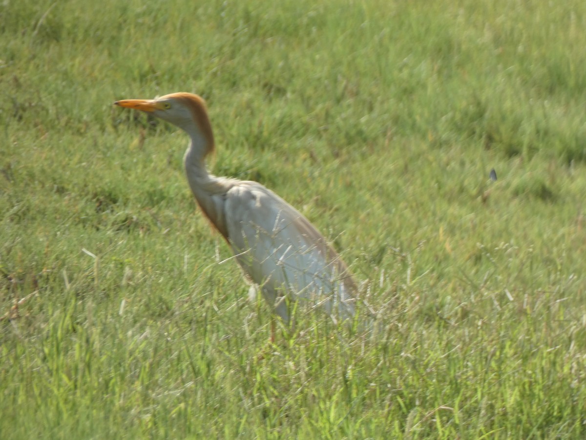 Египетская цапля (ibis) - ML618917928