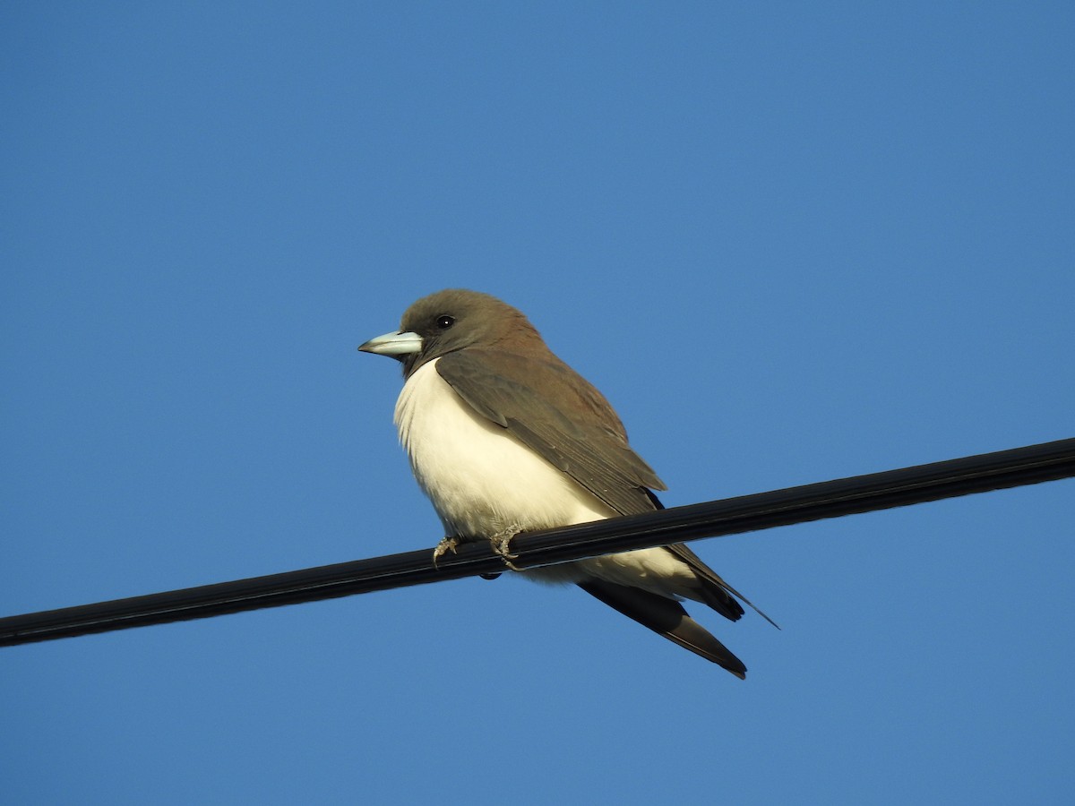 White-breasted Woodswallow - ML618917935