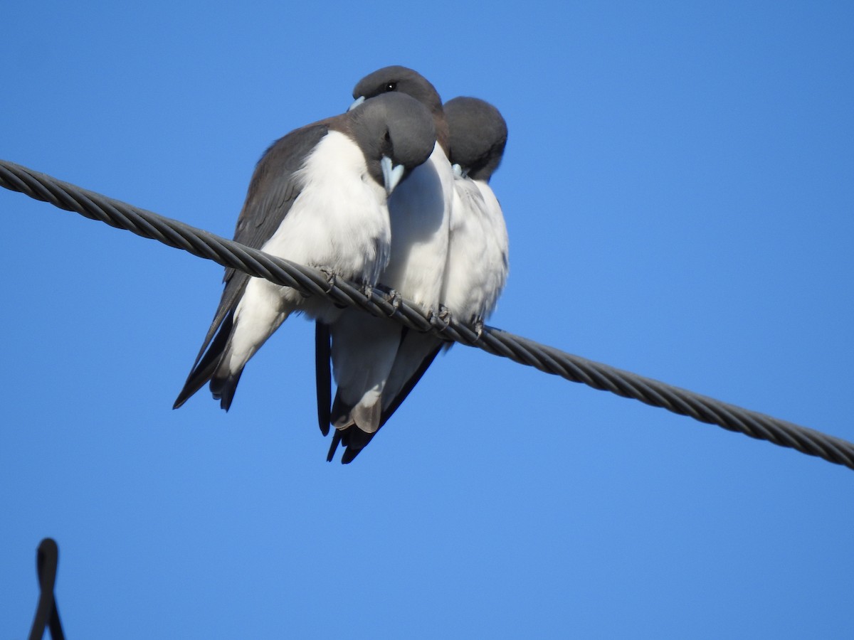 White-breasted Woodswallow - ML618917938