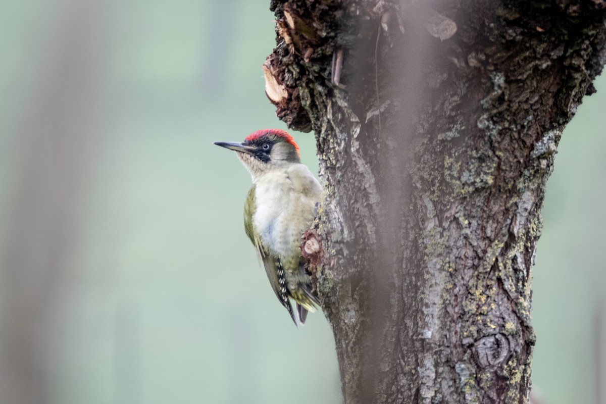 Eurasian Green Woodpecker - ML618917960