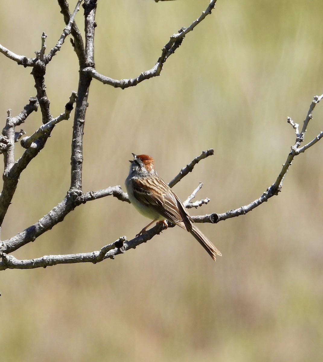 Chipping Sparrow - ML618917985