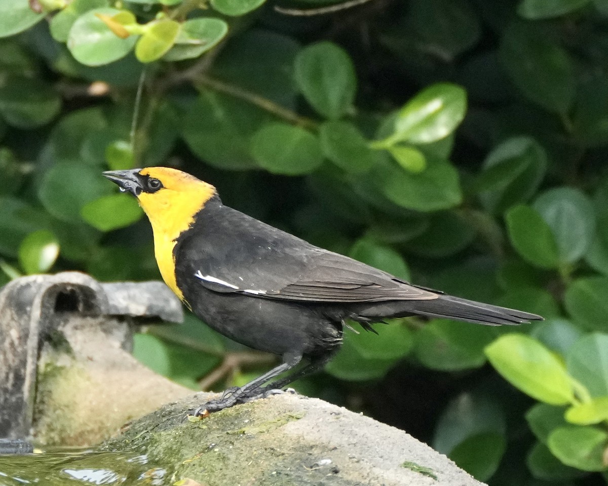 Yellow-headed Blackbird - ML618918014