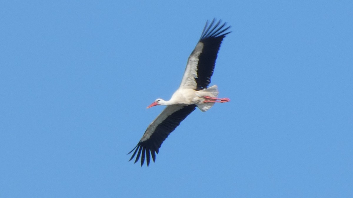 White Stork - Ben Davis