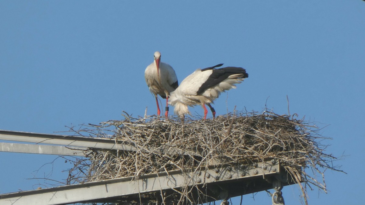 White Stork - ML618918046