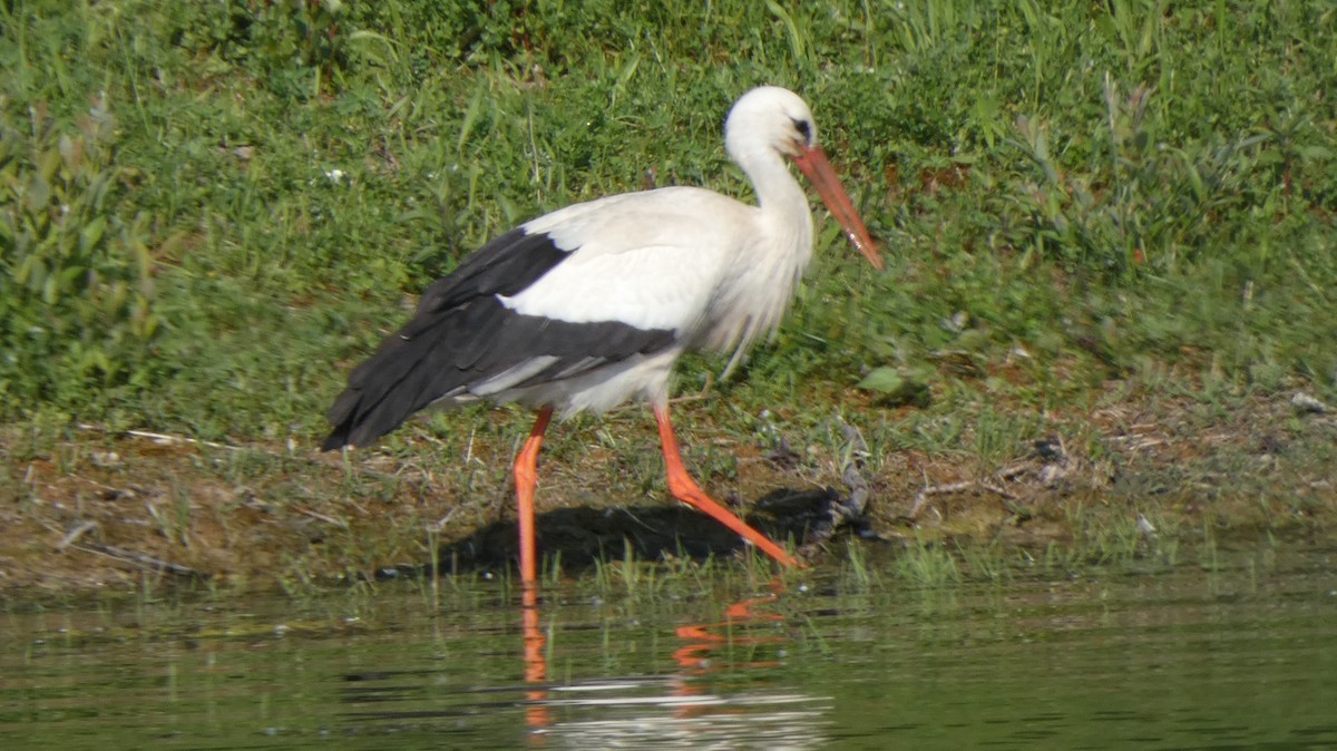 White Stork - ML618918048