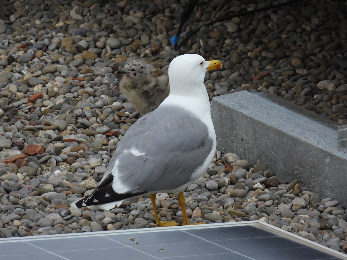 Yellow-legged Gull (michahellis) - ML618918055