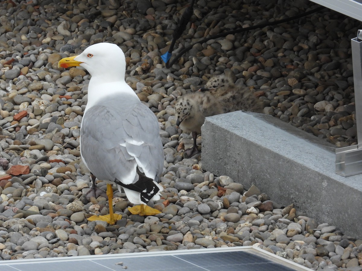 Yellow-legged Gull (michahellis) - ML618918063
