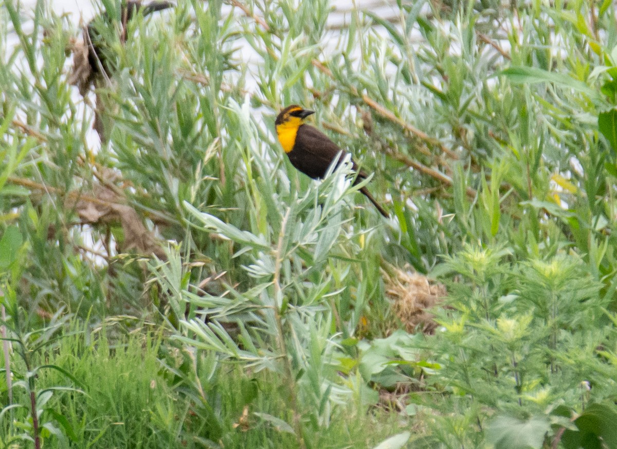 Yellow-headed Blackbird - ML618918120