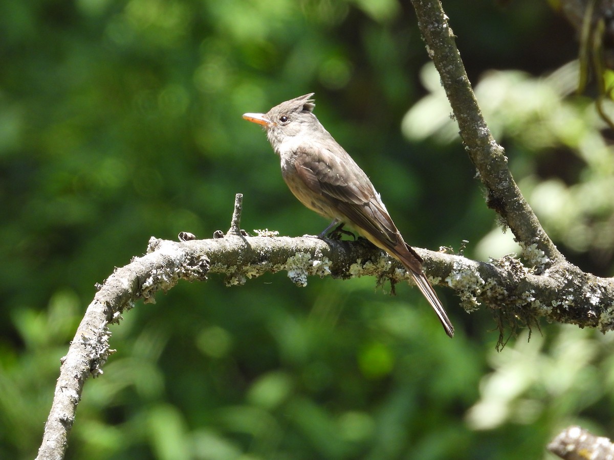 Greater Pewee - Nancy Dunn