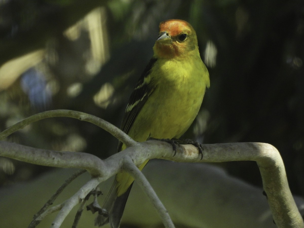 Western Tanager - Astrid Taen