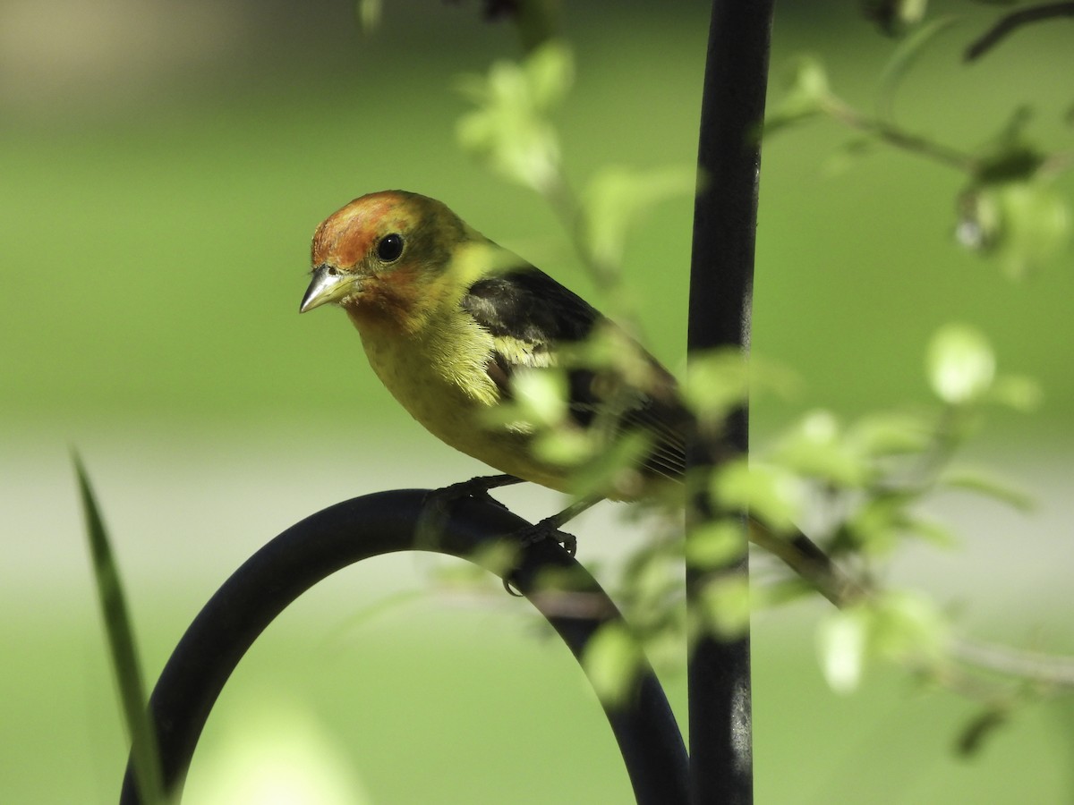 Western Tanager - ML618918175
