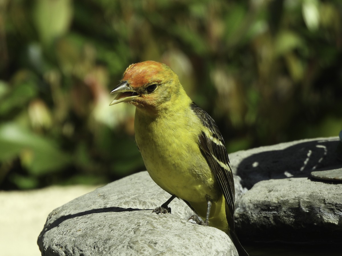 Western Tanager - ML618918183