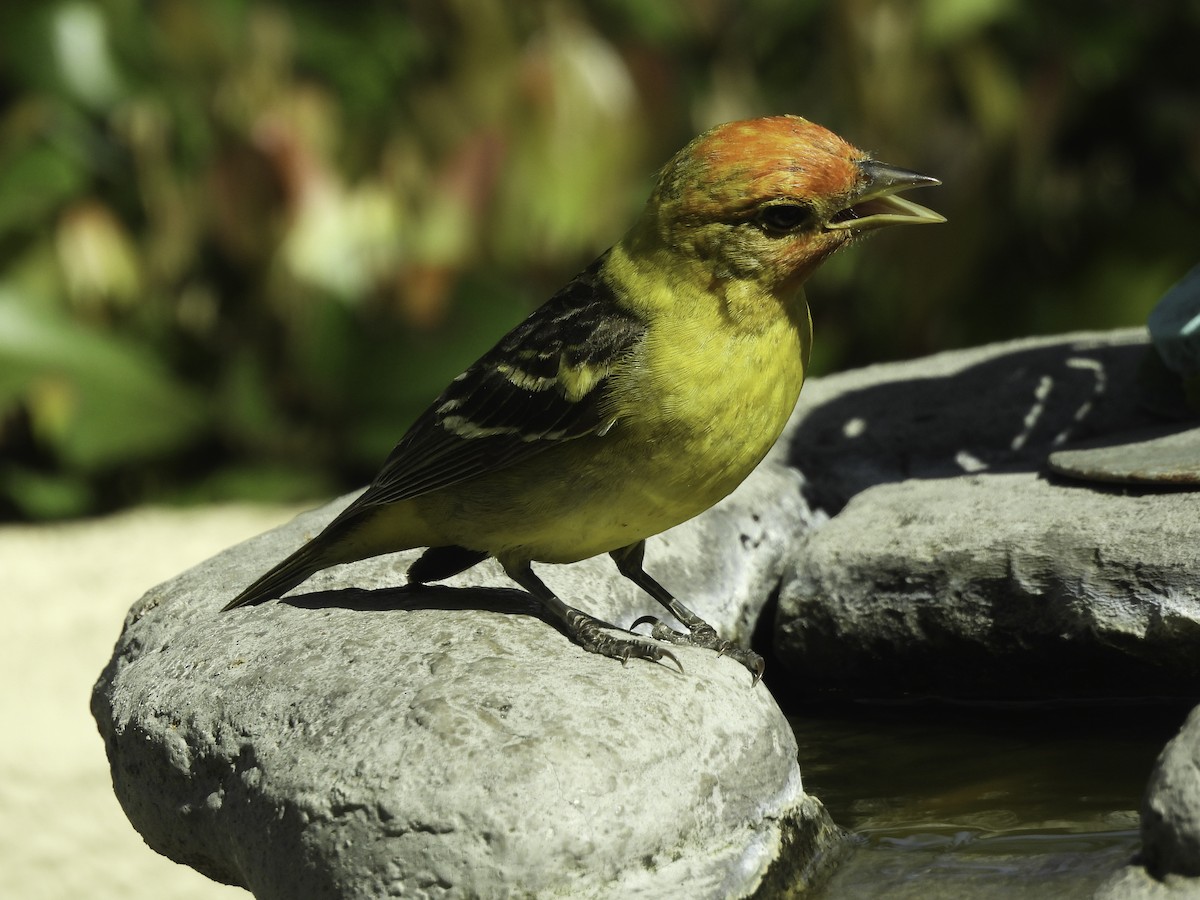 Western Tanager - ML618918189