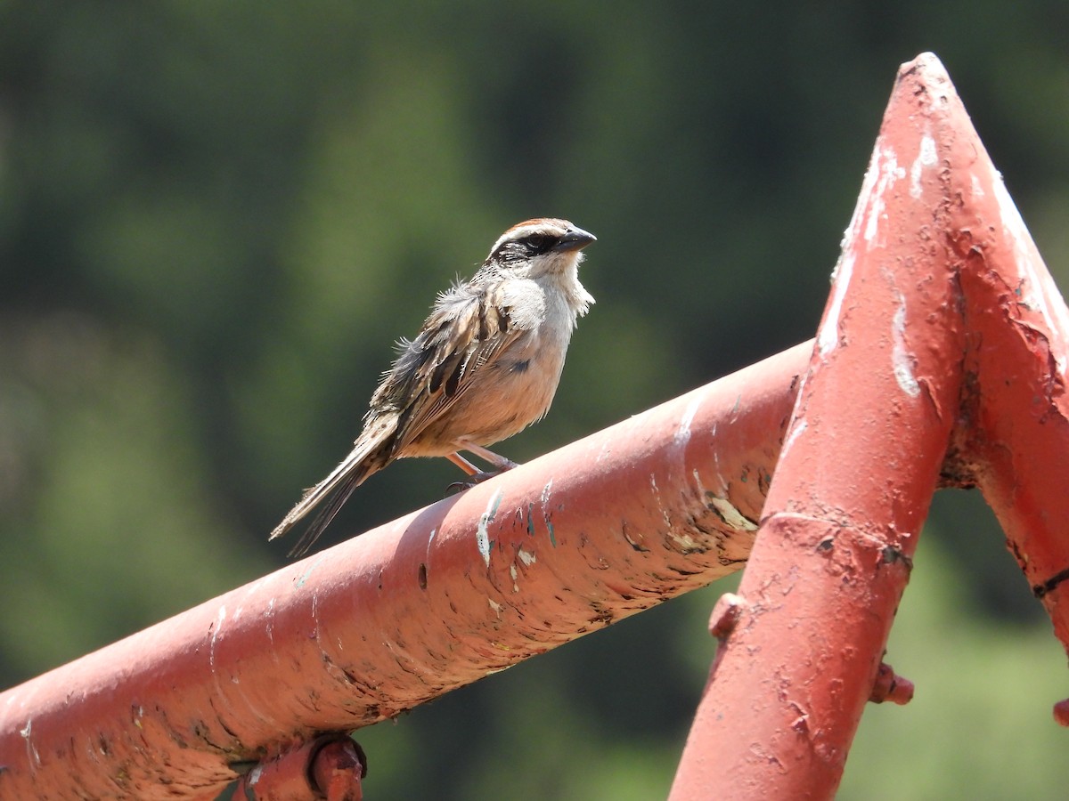 Striped Sparrow - ML618918249