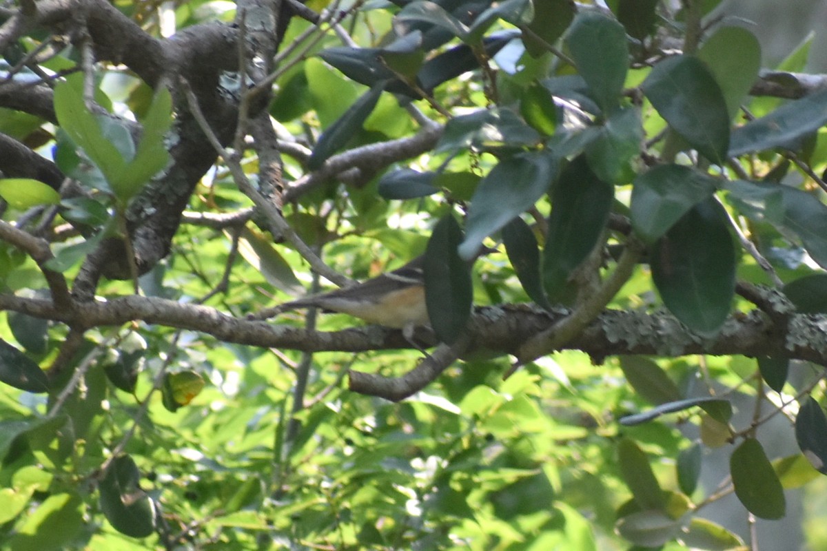 Bay-breasted Warbler - ML618918285