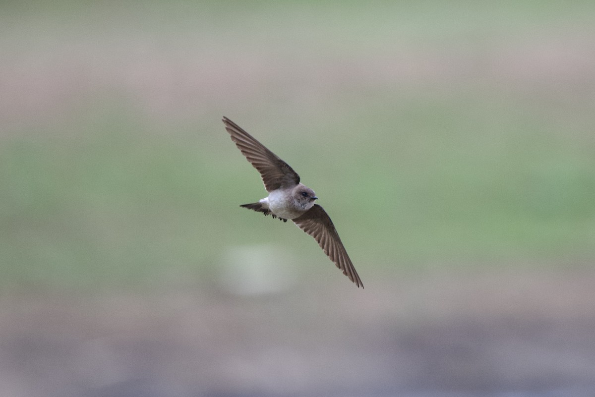 Northern Rough-winged Swallow - Chad Hutchinson