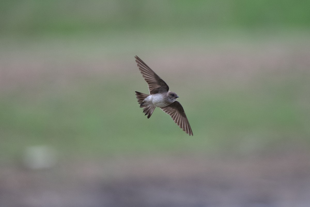 Northern Rough-winged Swallow - ML618918292