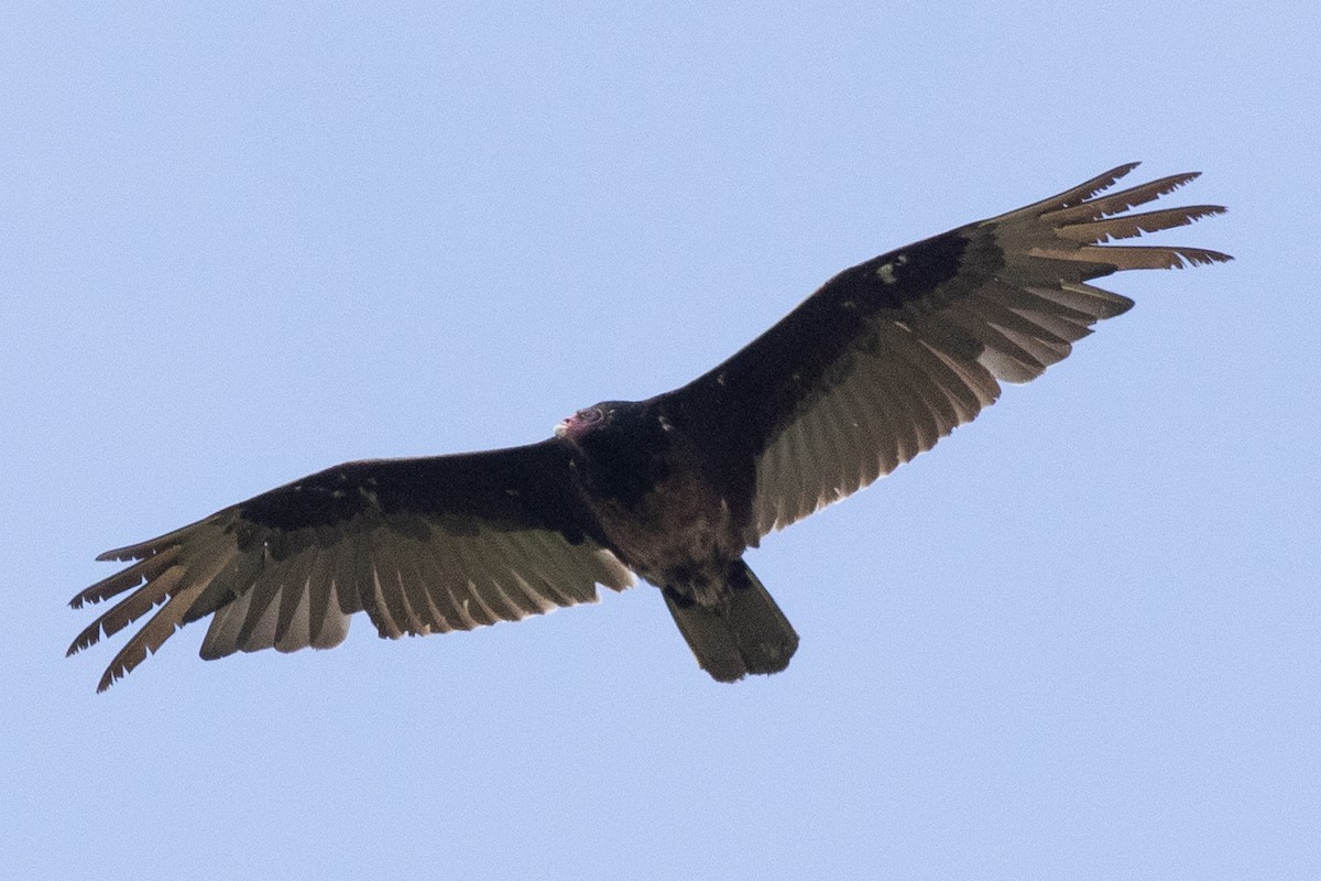 Turkey Vulture - ML618918299