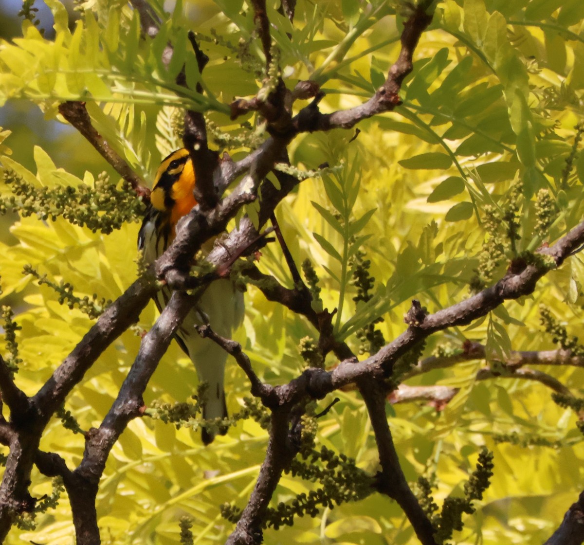 Blackburnian Warbler - Santo A. Locasto