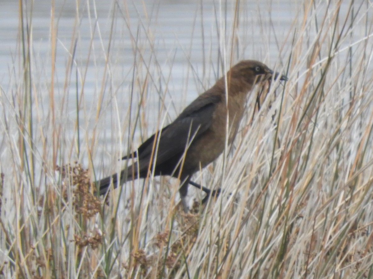 Boat-tailed Grackle - ML618918309