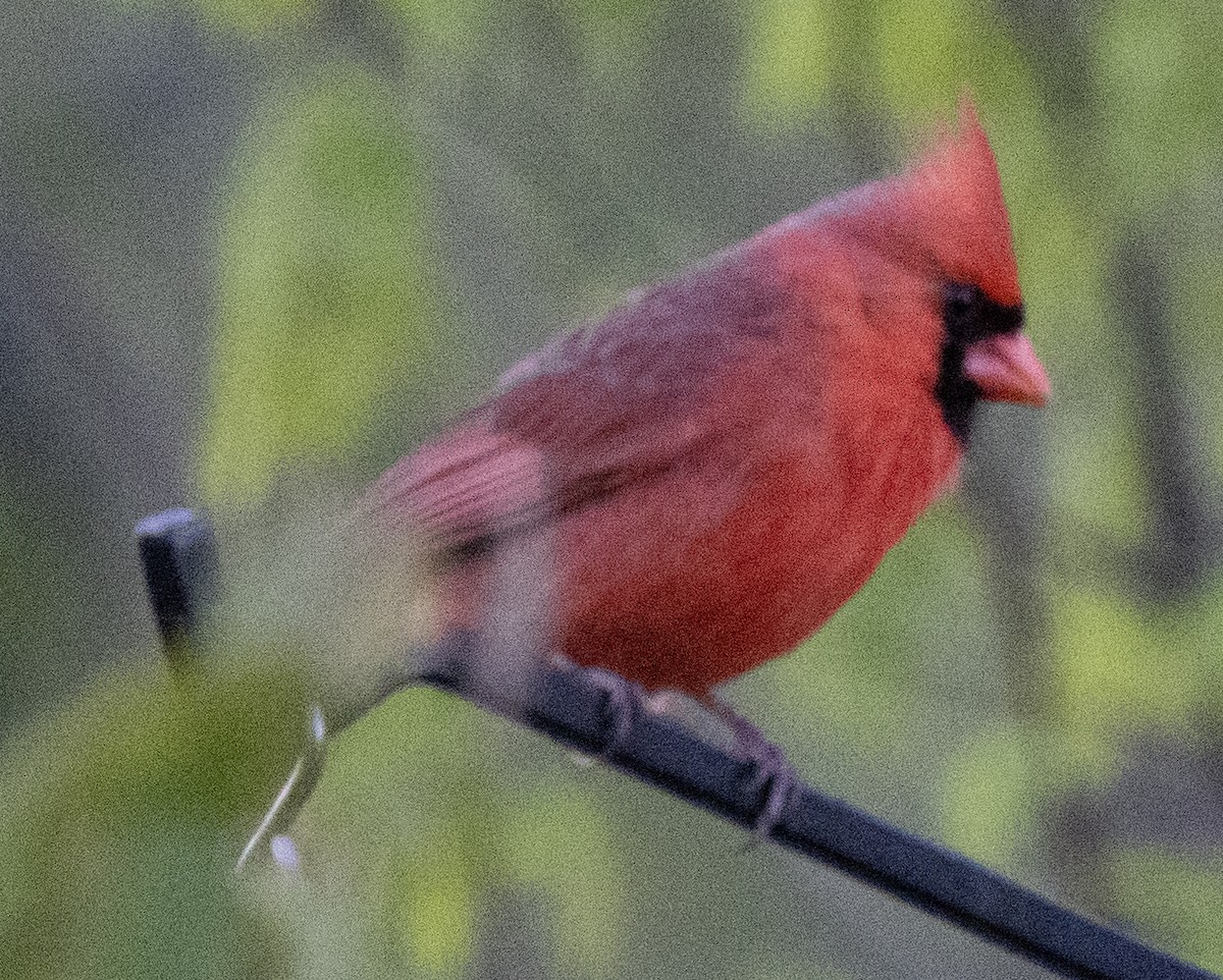 Northern Cardinal - Larry Hollar