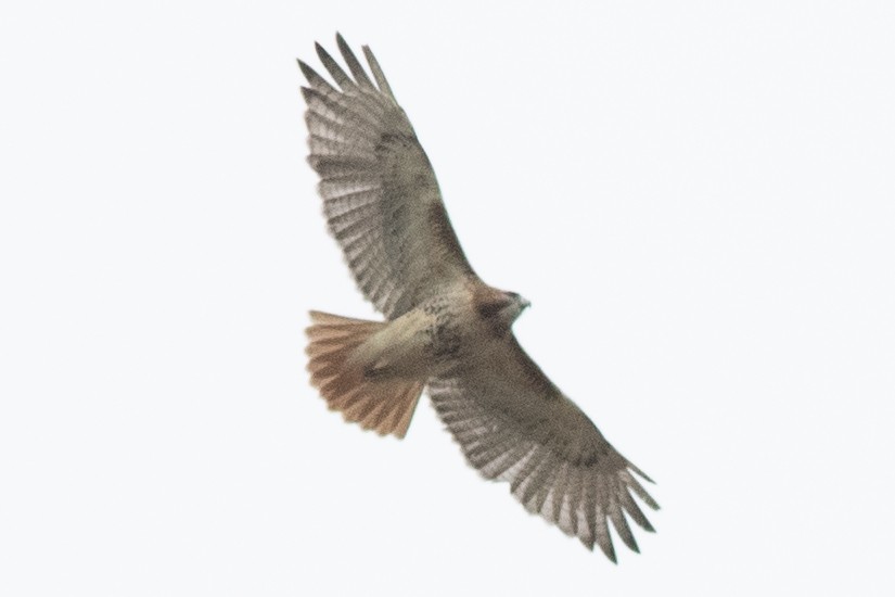 Red-tailed Hawk - ML618918314