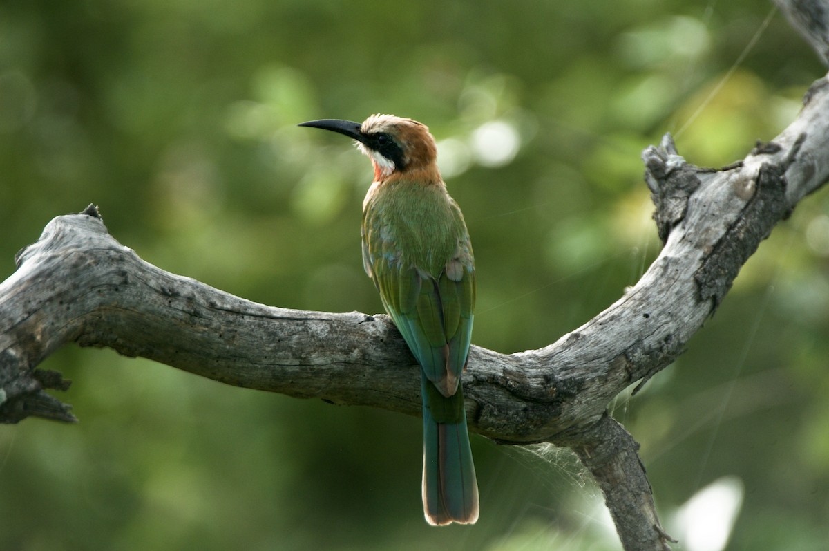 White-fronted Bee-eater - ML618918359