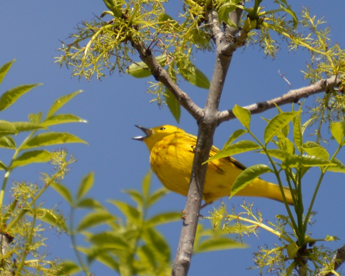 Yellow Warbler - Liz Almlie