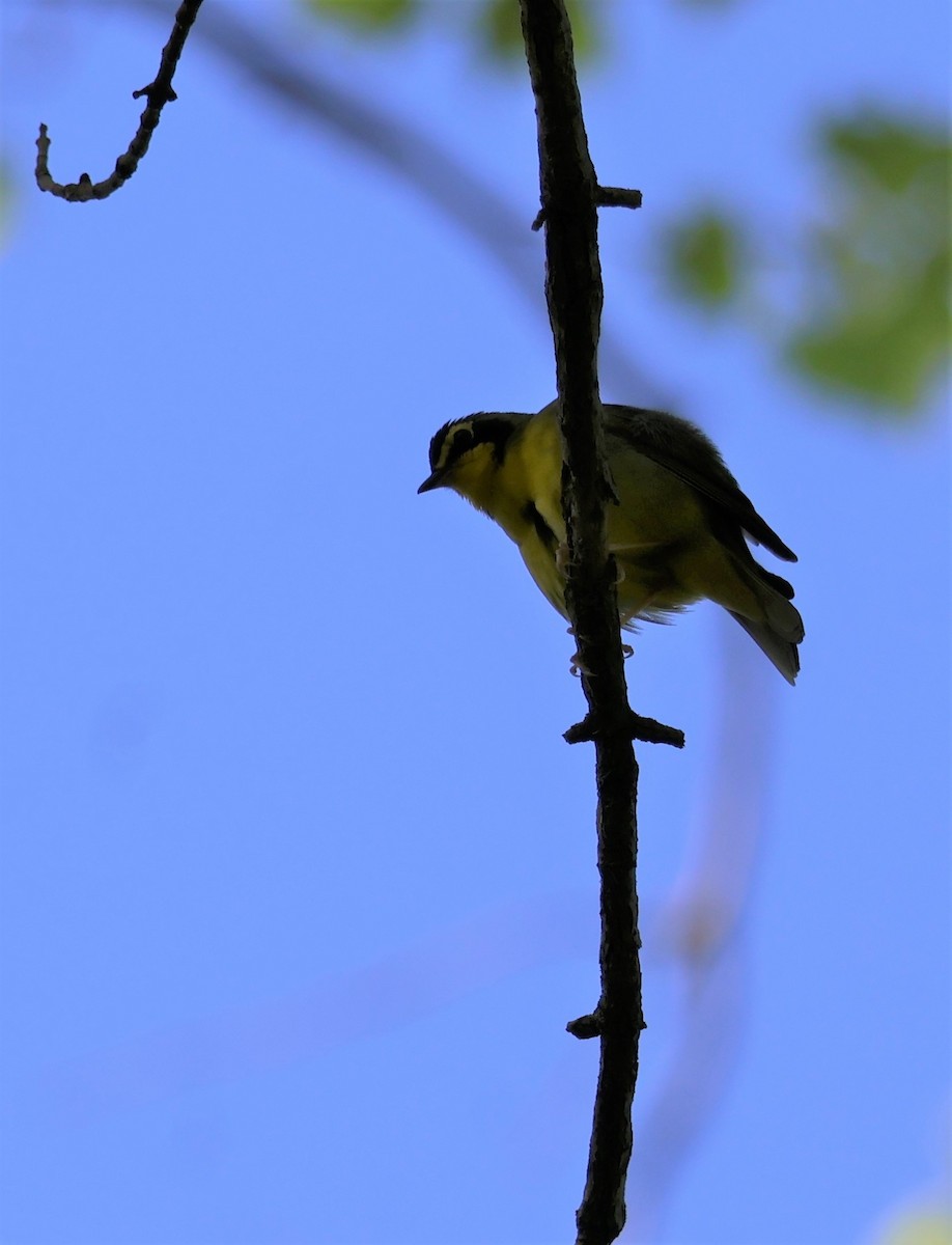 Kentucky Warbler - Stacia Novy