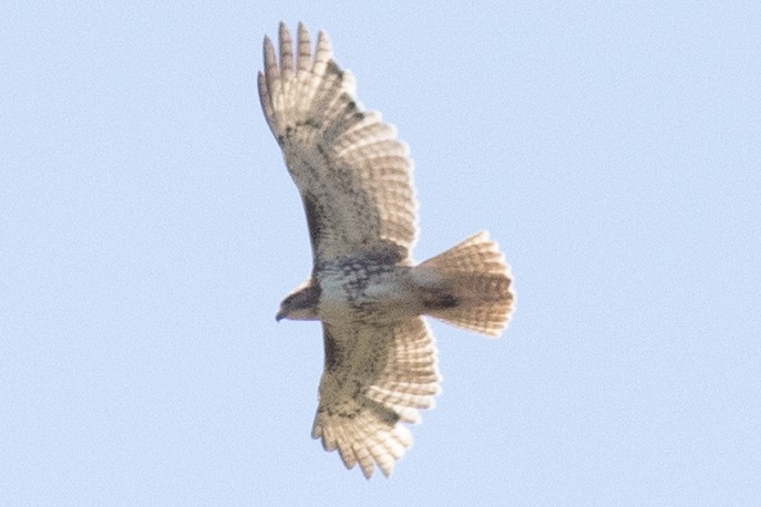 Red-tailed Hawk - ML618918426