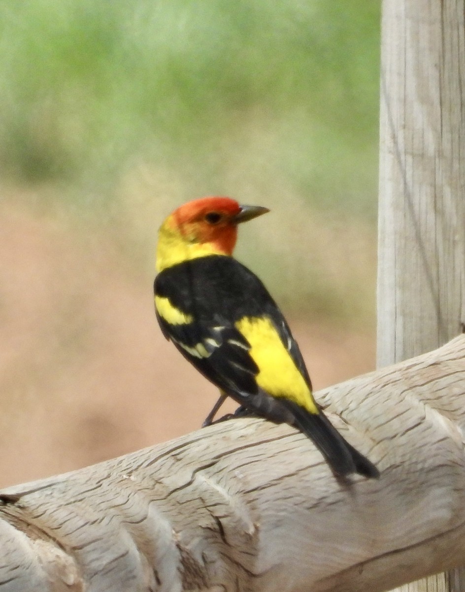 Western Tanager - ML618918447