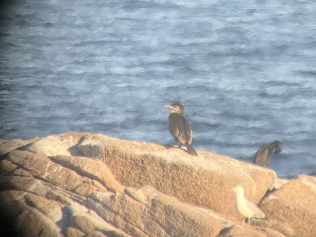 Great Cormorant (North Atlantic) - ML618918454