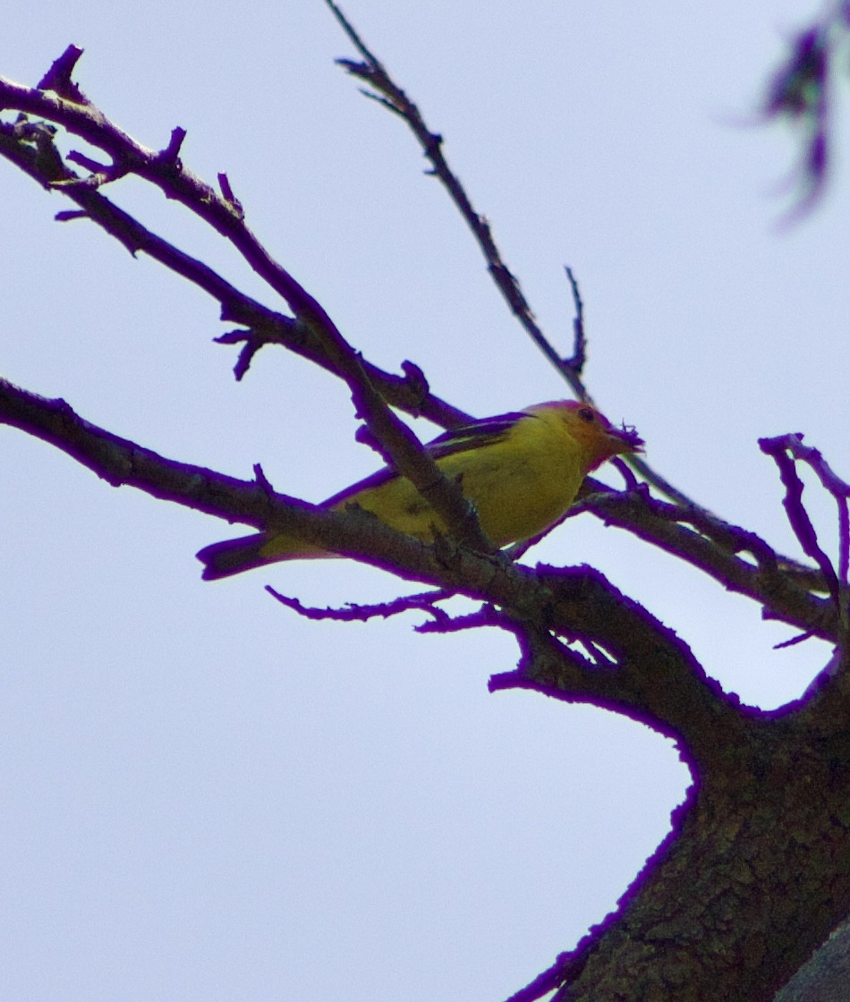 Western Tanager - ML618918485