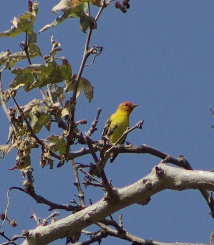 Western Tanager - ML618918486