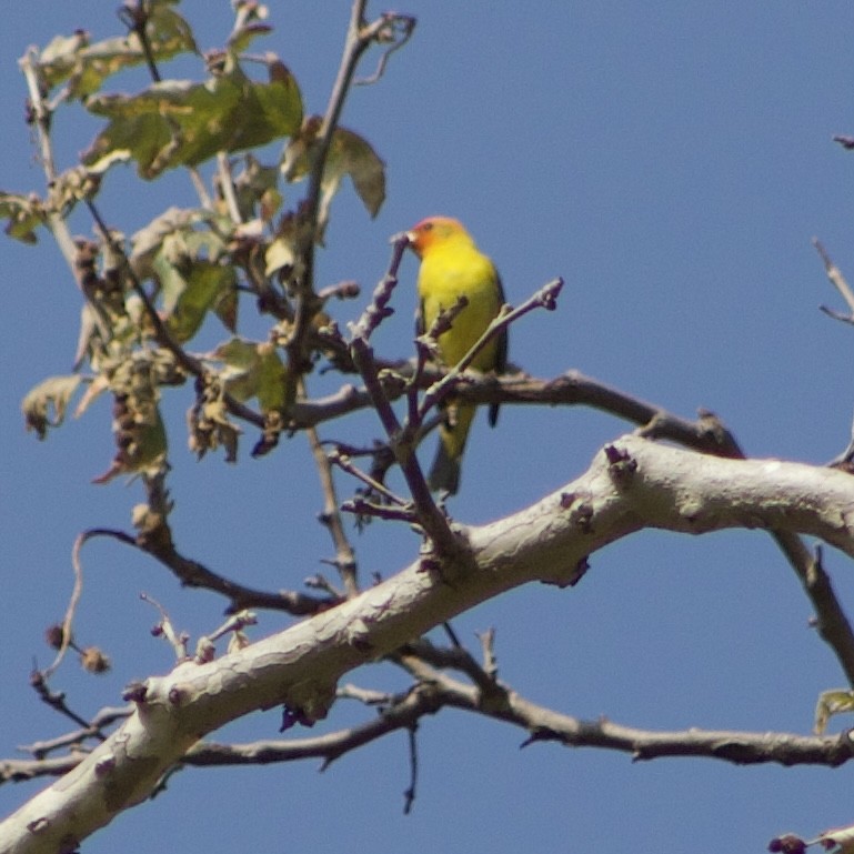 Western Tanager - ML618918487