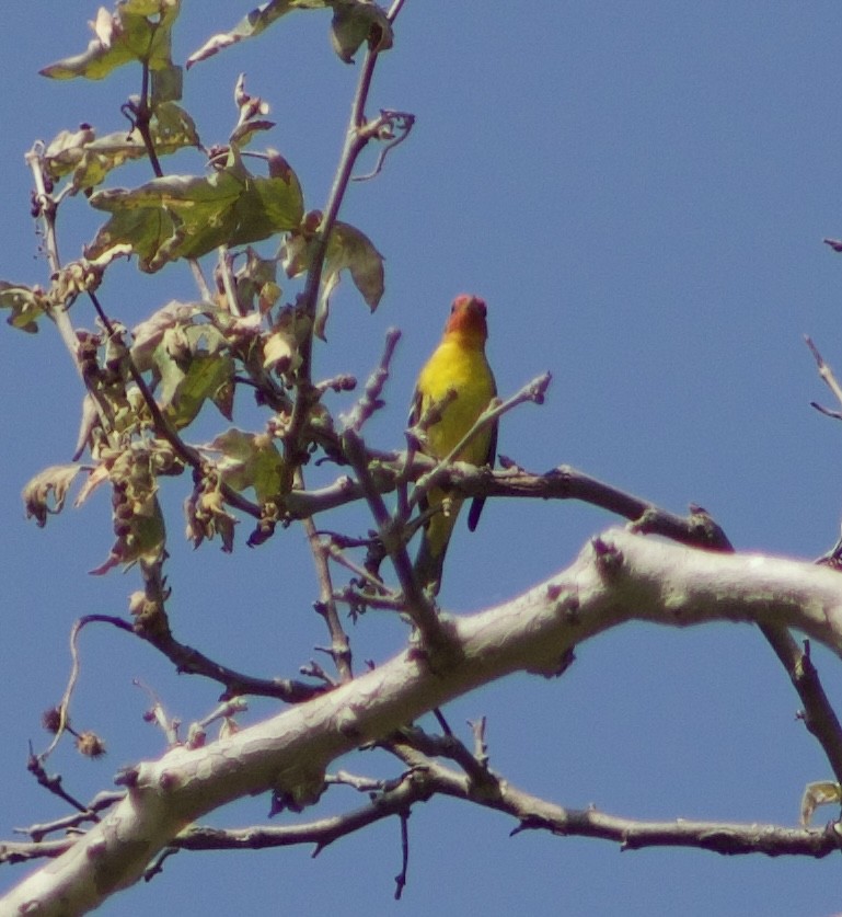 Western Tanager - ML618918488
