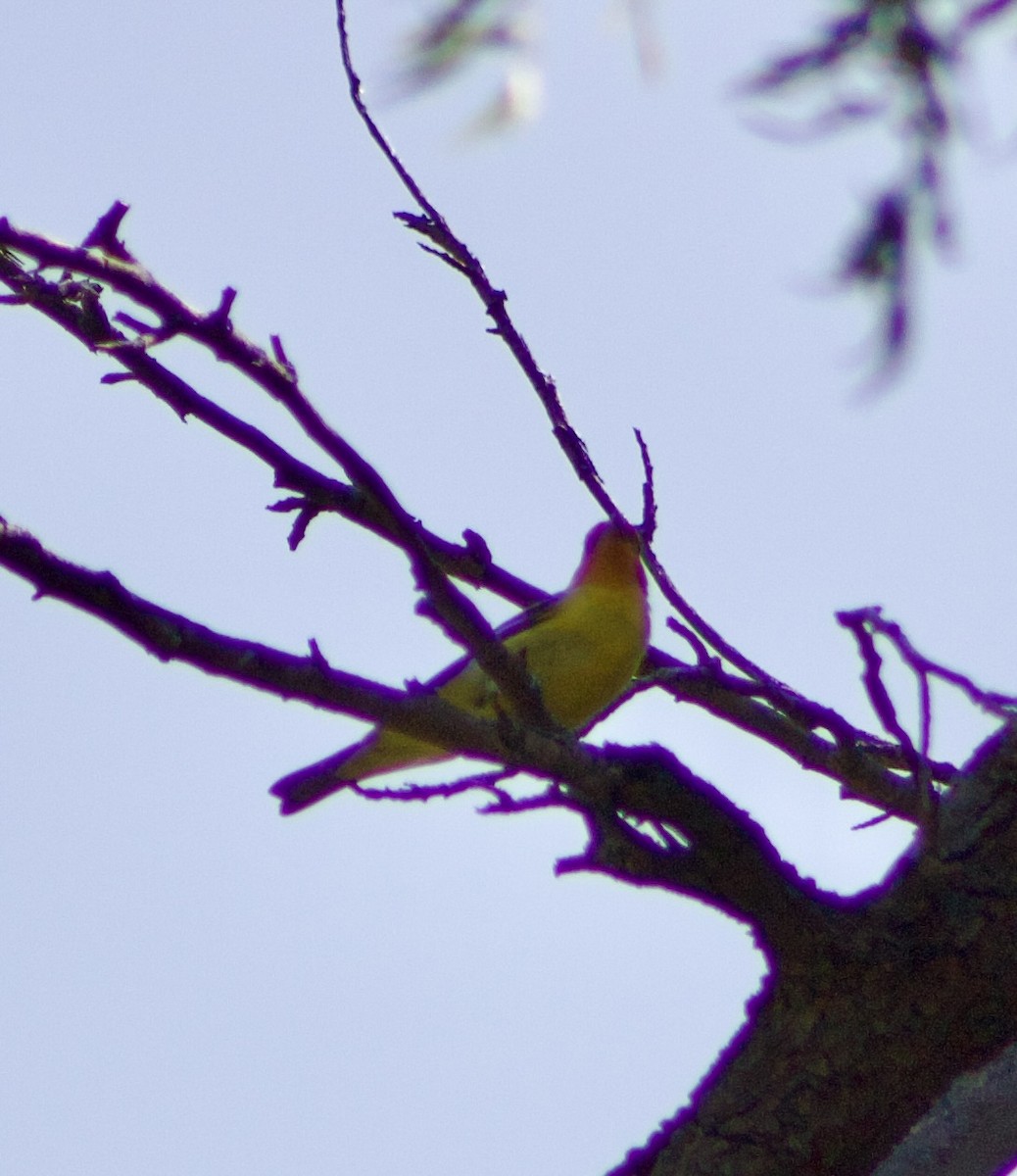 Western Tanager - ML618918489