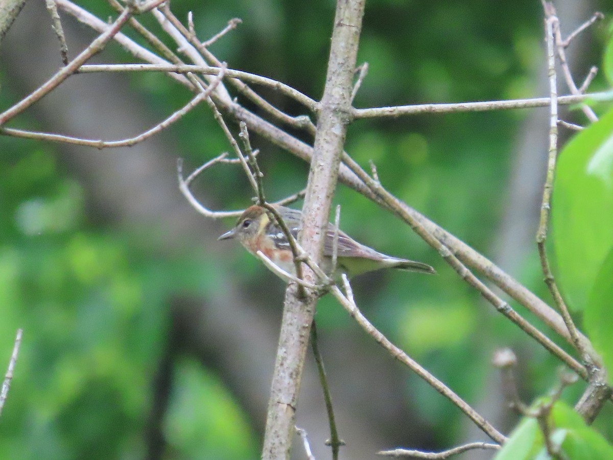 Bay-breasted Warbler - ML618918540