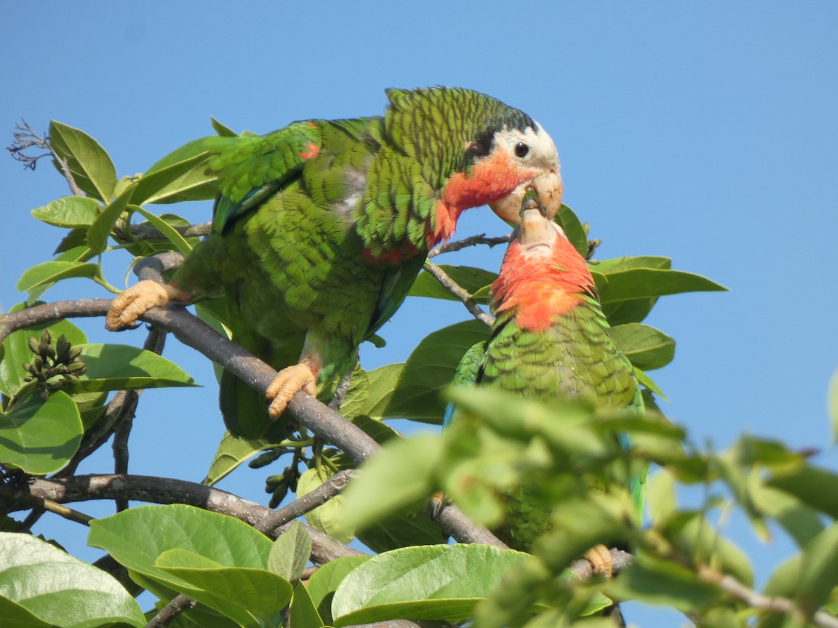 Cuban Parrot - ML618918551
