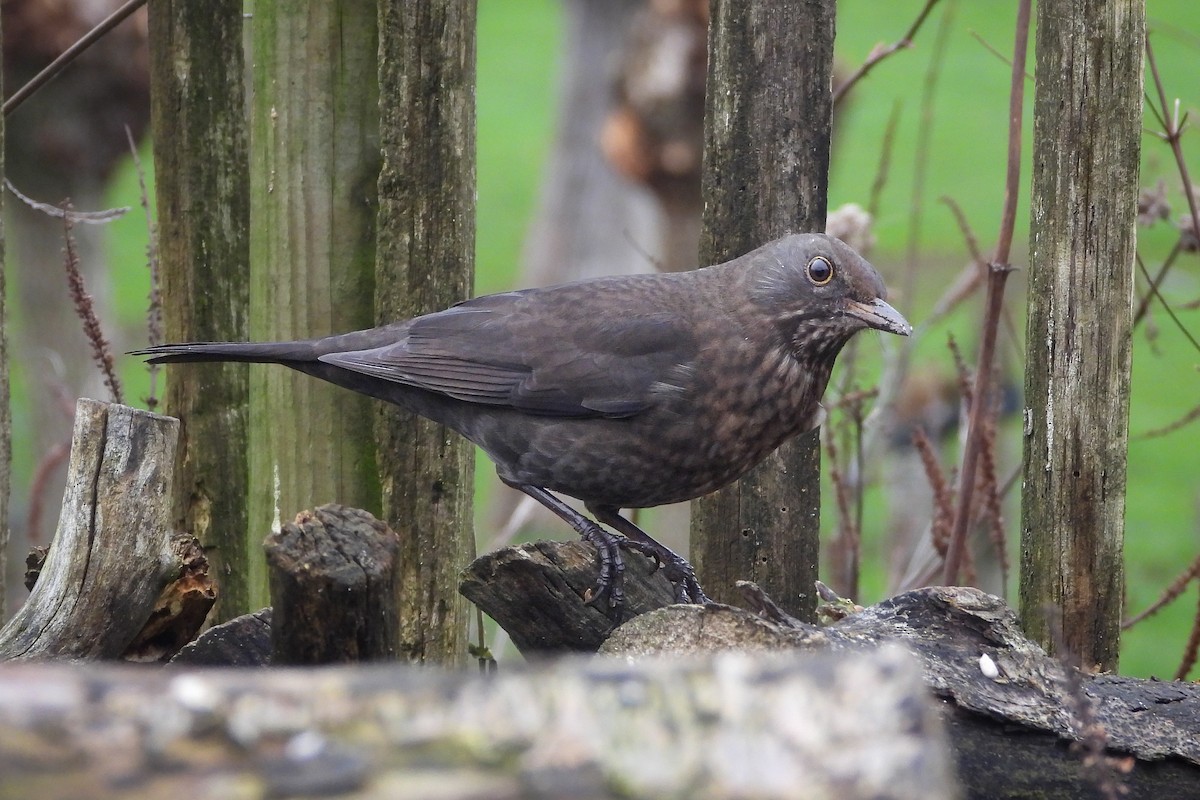 Eurasian Blackbird - Guido Van den Troost