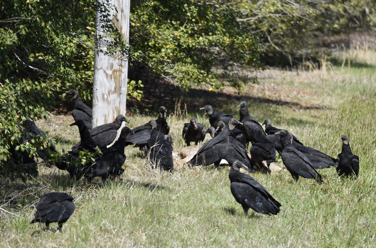 Black Vulture - Thomas Bingham