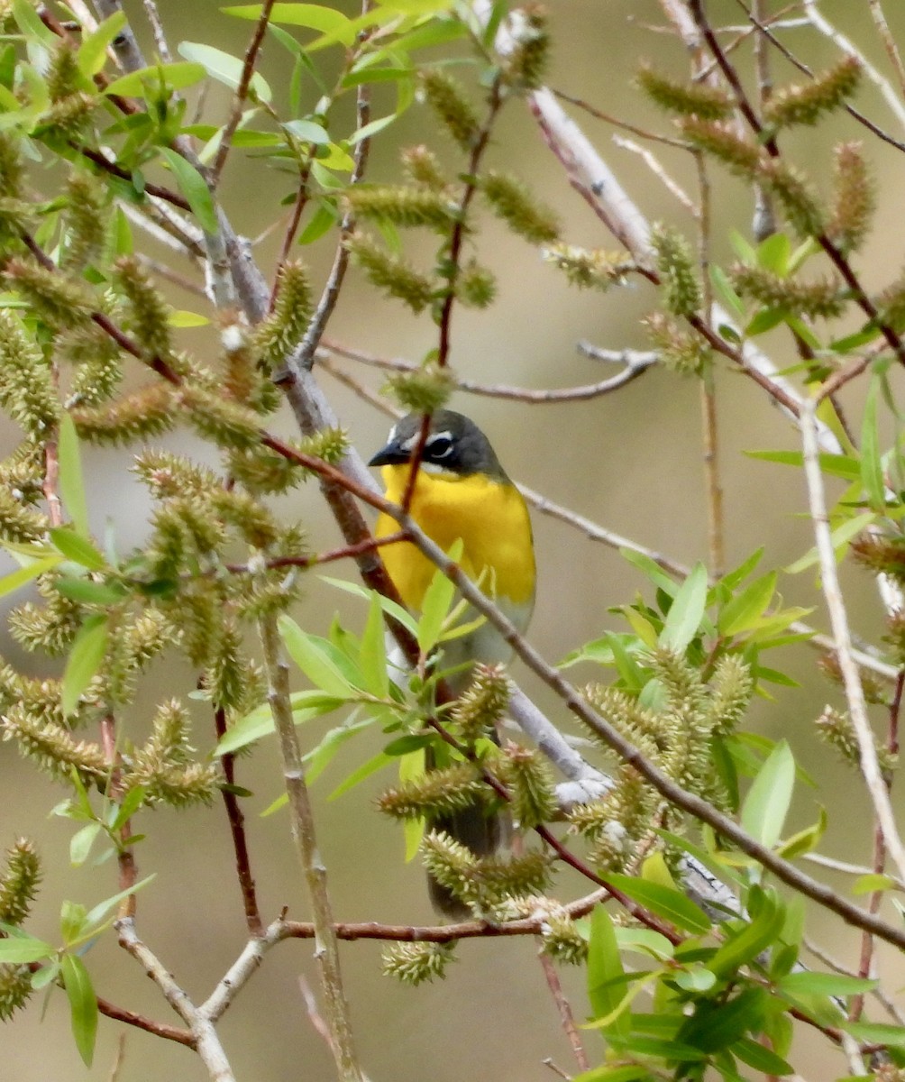 Yellow-breasted Chat - Erin Jones