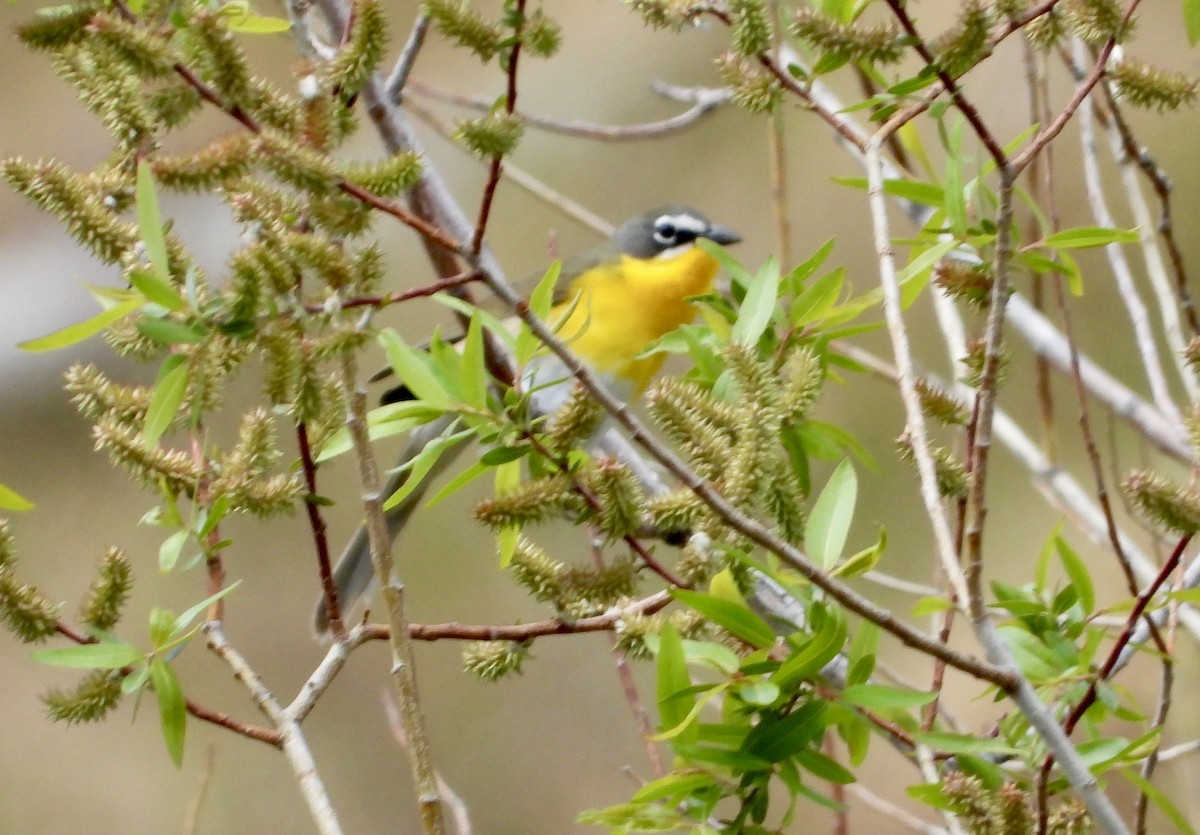 Yellow-breasted Chat - ML618918599