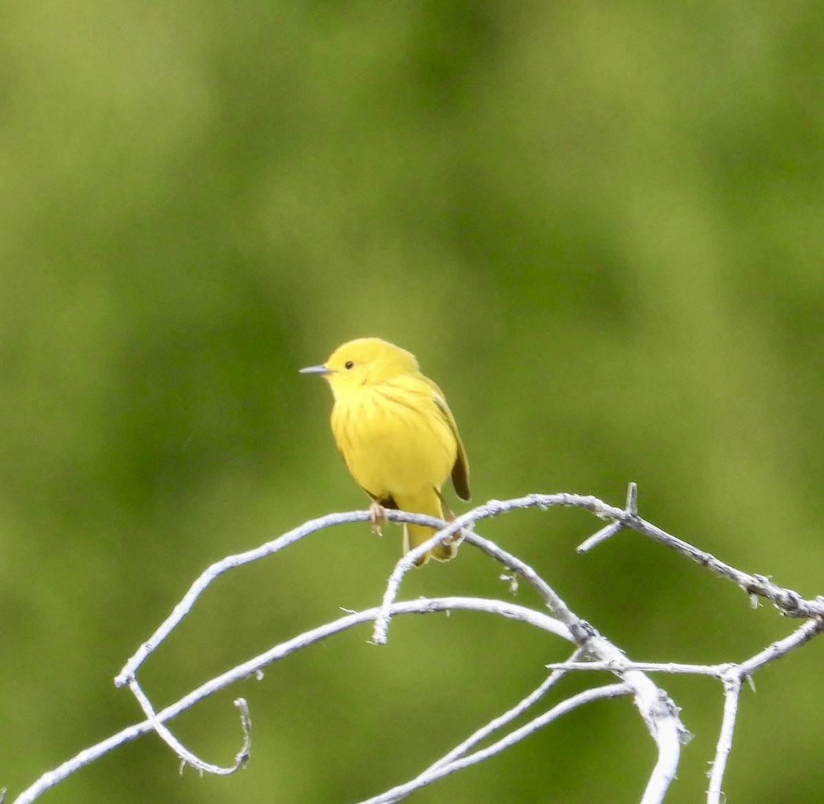 Yellow Warbler - ML618918608